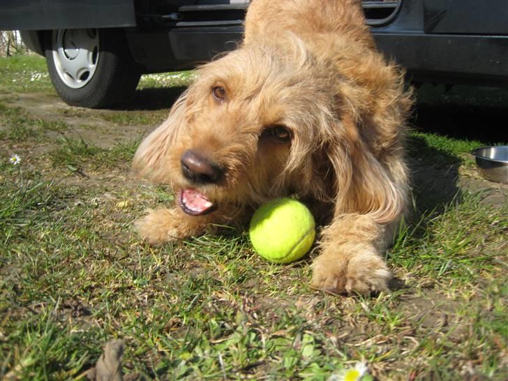 Basset fauve de bretagne Liva - Familien på camping til Møns klint, Liva er træt af at sove - nu vil hun sgu lege! ;) billede 17
