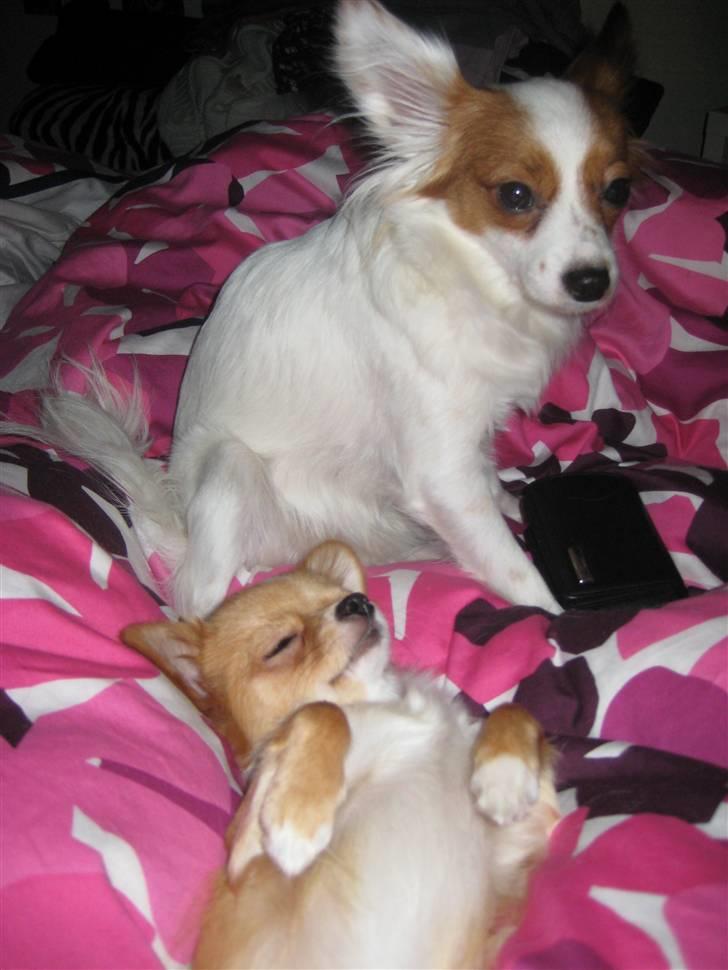 Chihuahua Chiquita <3 - <3 billede 11