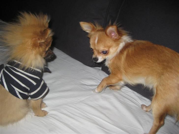 Chihuahua Chiquita <3 - Malik på besøg :) billede 12