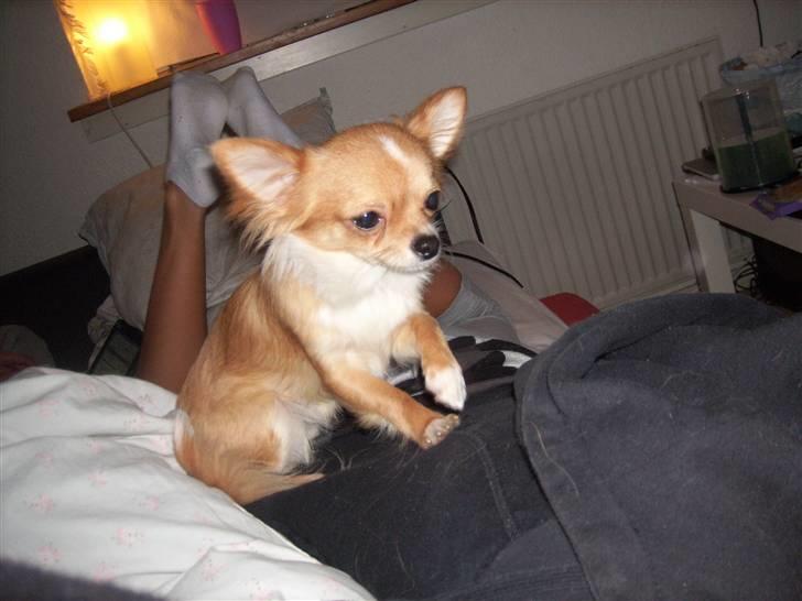 Chihuahua Chiquita <3 - Må jeg sove på din ryg Nathalie? billede 13