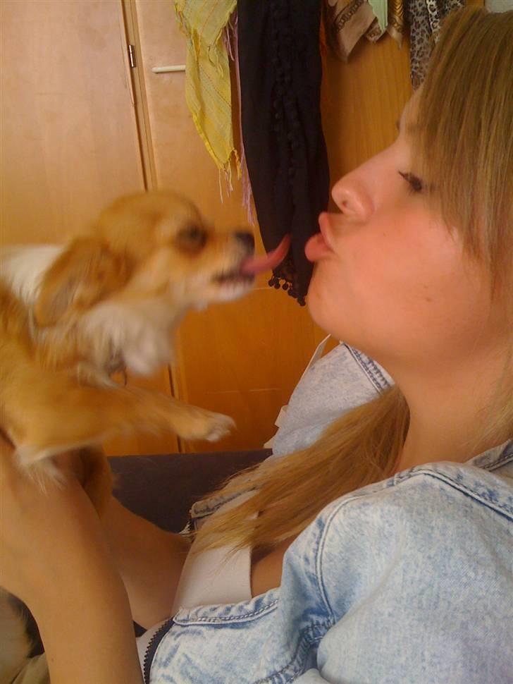 Chihuahua Chiquita <3 - Kys til Sanne :) billede 14