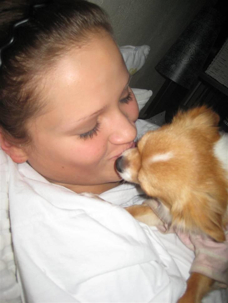 Chihuahua Chiquita <3 - Kys til Nathalie <3 billede 16