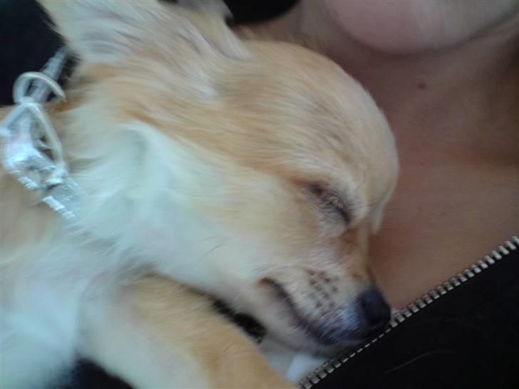 Chihuahua Chiquita <3 - Baby Chiquita <3 billede 17