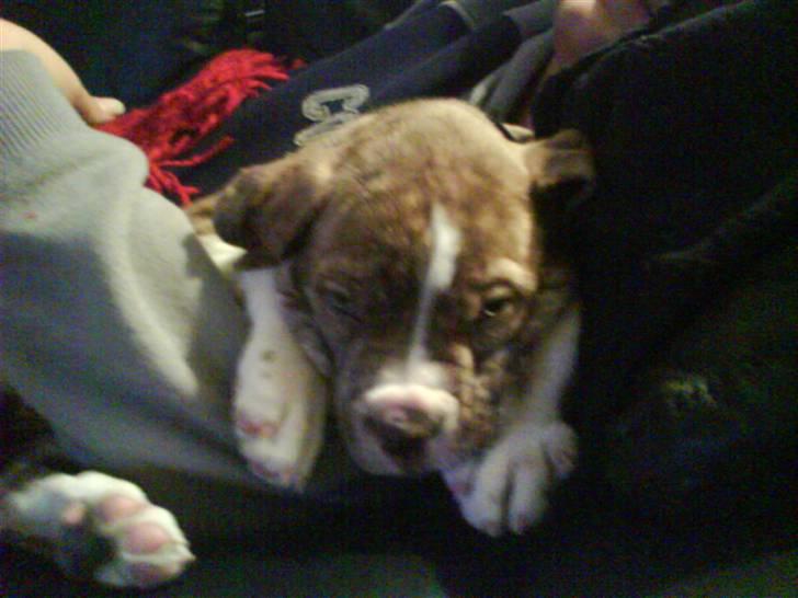 Amerikansk bulldog Caine - Der er nu dejlig trygt i mors favn.. billede 8