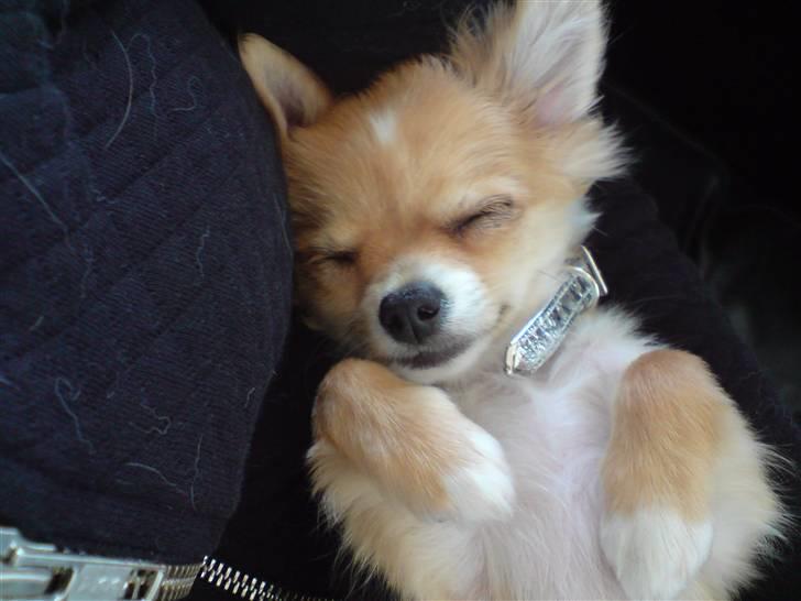 Chihuahua Chiquita <3 - Baby Chiquita <3 billede 18