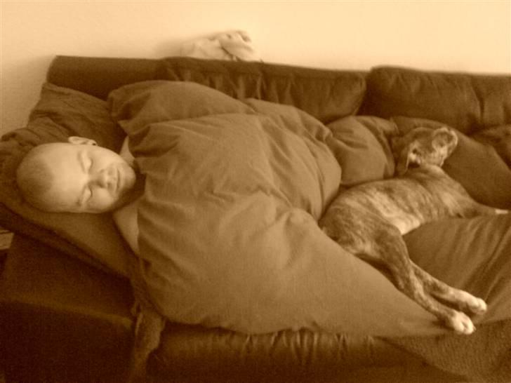 Amerikansk bulldog Caine - Far og Caine holder fridag billede 9