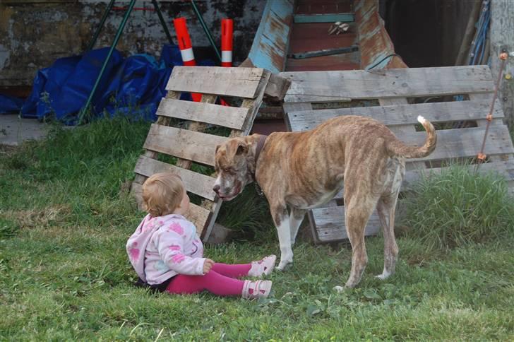 Amerikansk bulldog Caine - Caine og min venindes datter :-P billede 10