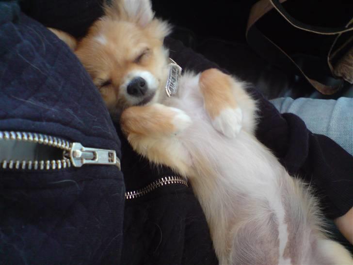 Chihuahua Chiquita <3 - Baby Chiquita <3 billede 19