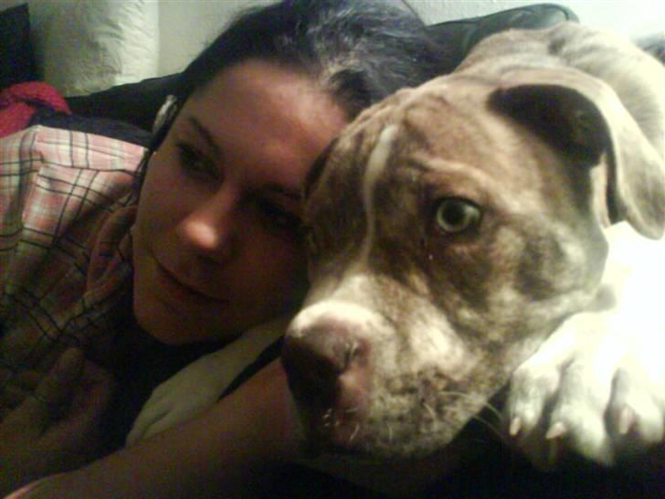 Amerikansk bulldog Caine - Caine og mor ser fjernsyn sammen.. billede 11