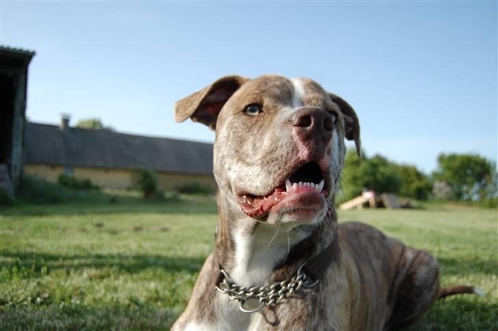 Amerikansk bulldog Caine - Caine tager lige en slapper ude hos Lillen.. billede 12