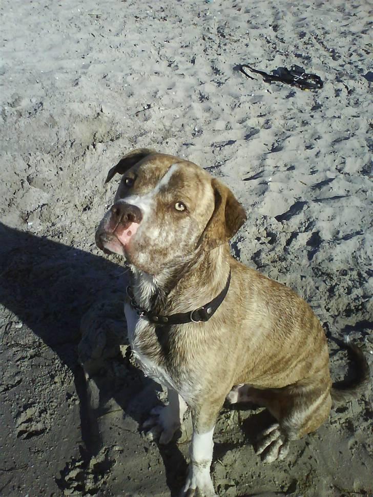 Amerikansk bulldog Caine - Ude og nyde det gode vejr på stranden billede 13