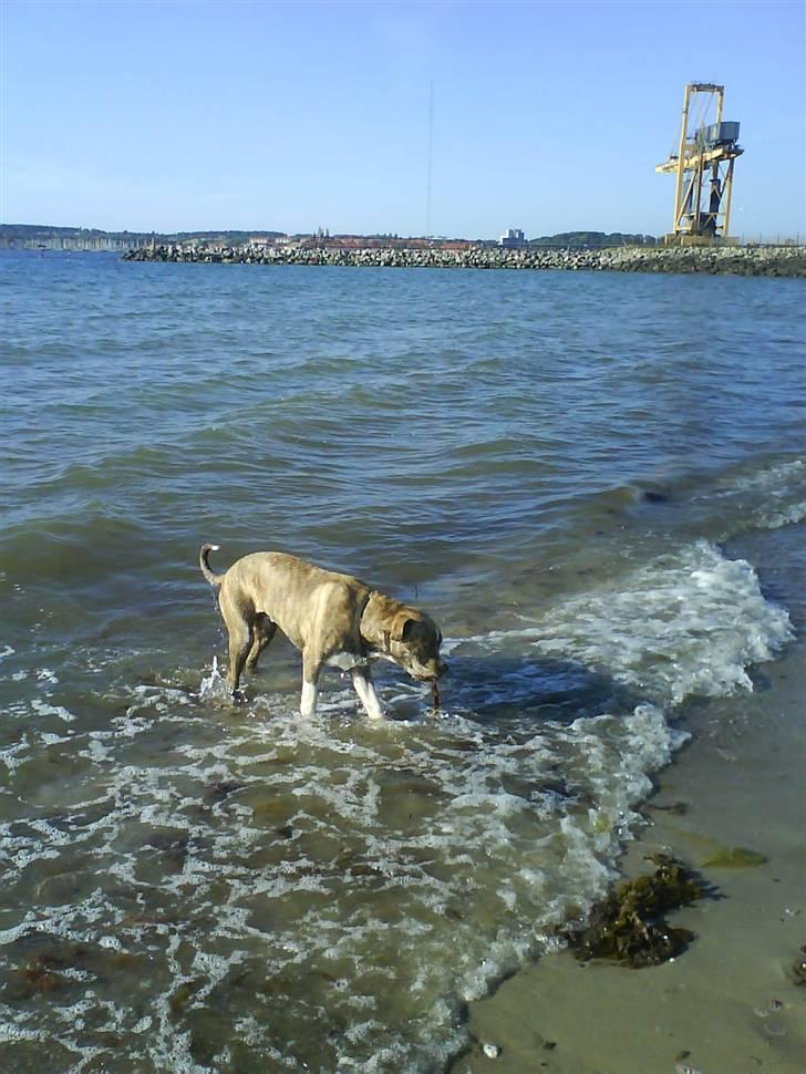 Amerikansk bulldog Caine - "jeg har hørt at tang skulle være sund spise.." billede 14