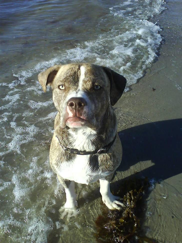 Amerikansk bulldog Caine - "får jeg snart den godbid eller hva´?!" billede 15