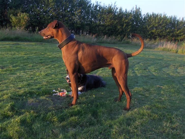 Blanding af racer Nico billede 12