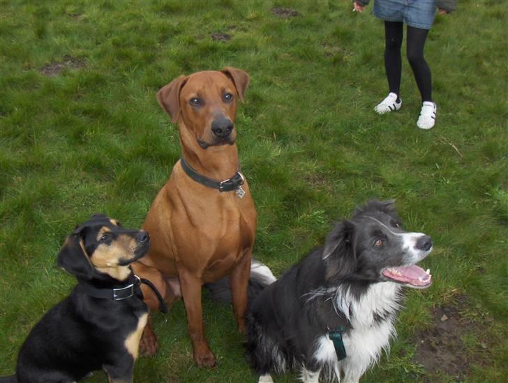 Blanding af racer Nico billede 13