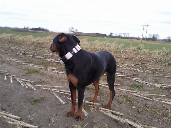 Rottweiler Angel billede 12