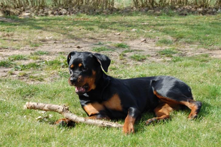 Rottweiler Angel billede 13