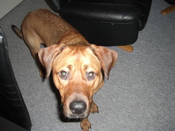 Blanding af racer Balto aflivet d. 3/11-11  billede 6