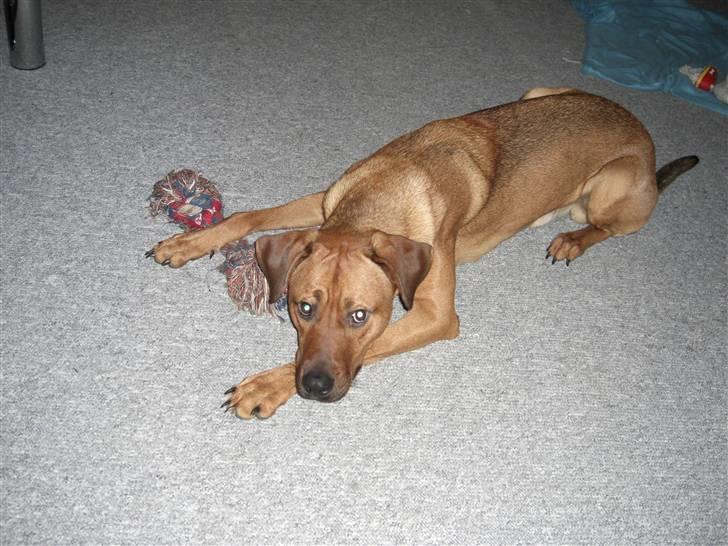 Blanding af racer Balto aflivet d. 3/11-11  billede 7