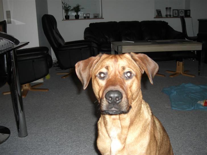 Blanding af racer Balto aflivet d. 3/11-11  billede 8