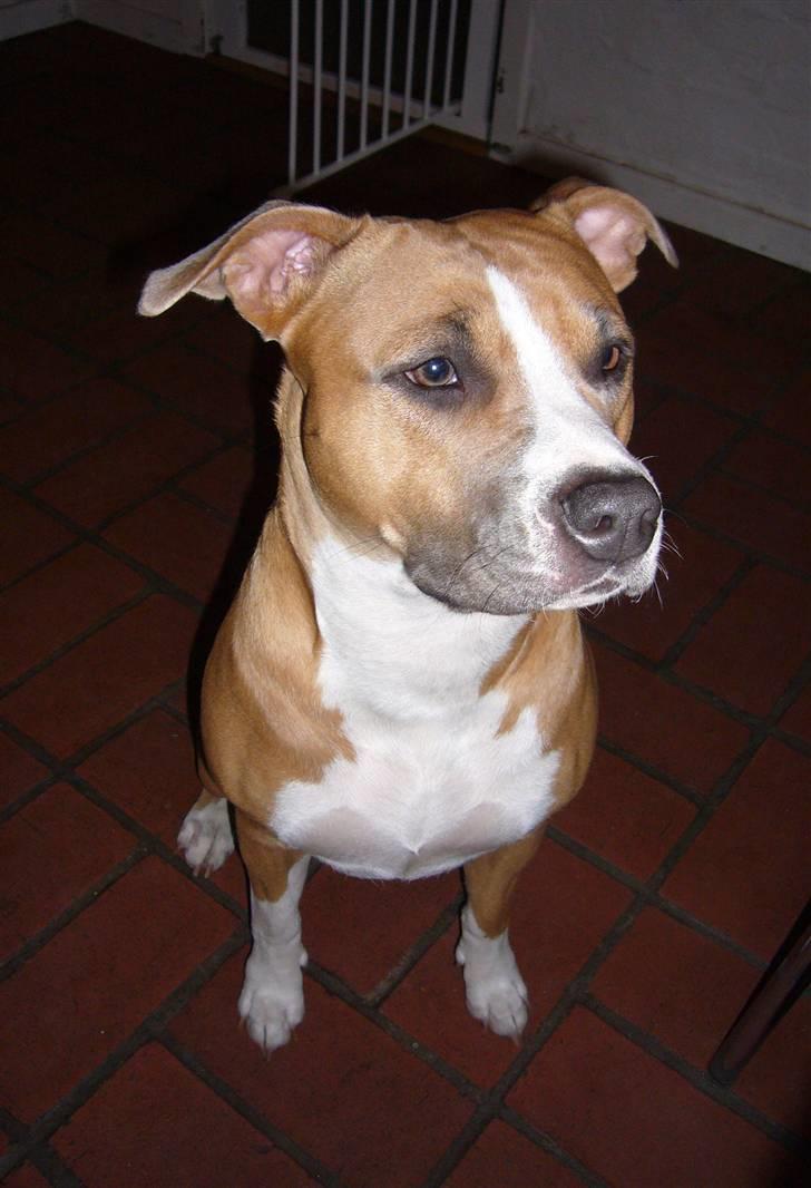 Amerikansk staffordshire terrier Milla billede 17