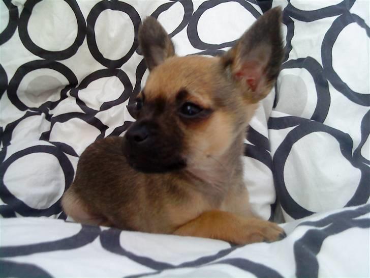 Chihuahua 'Man' - Chester <3 - 9 uger billede 1