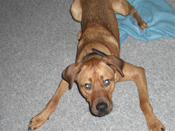 Blanding af racer Balto aflivet d. 3/11-11  billede 9