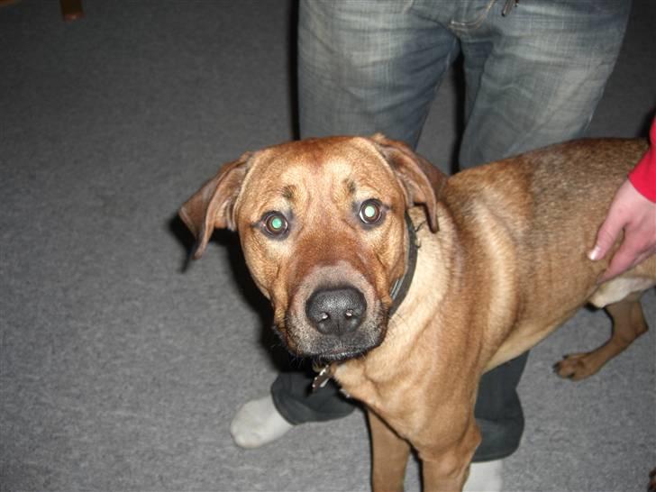 Blanding af racer Balto aflivet d. 3/11-11  billede 10