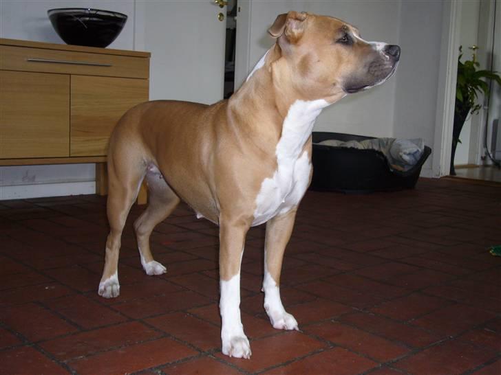 Amerikansk staffordshire terrier Milla billede 18