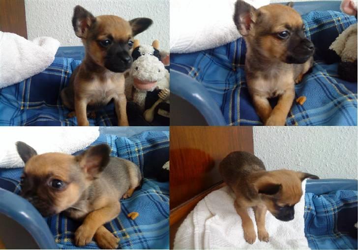 Chihuahua 'Man' - Chester <3 - Her er han kun 7 uger på alle billeder . billede 4