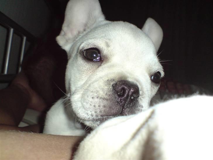 Fransk bulldog BoB - Er jeg ikke bare nice billede 1