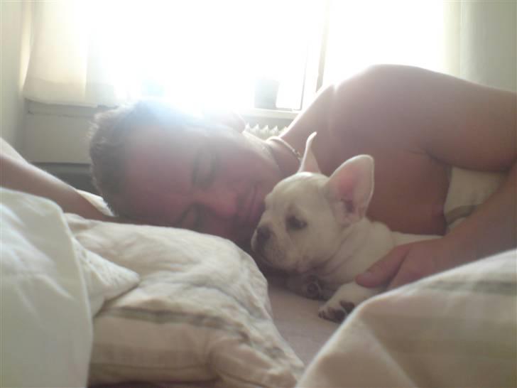 Fransk bulldog BoB - Putter ved far billede 2