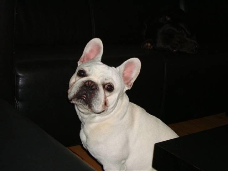 Fransk bulldog BoB billede 3