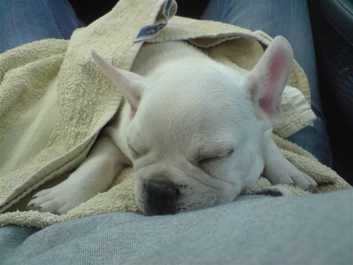 Fransk bulldog BoB billede 4