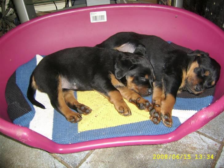 Rottweiler Kayla † - Putter lidt med søster Angel billede 3