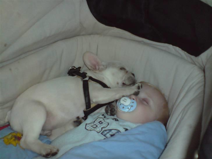 Fransk bulldog BoB - Elskede at ligge i barnevognen, da jeg var baby, gør jeg nu stadig. billede 5