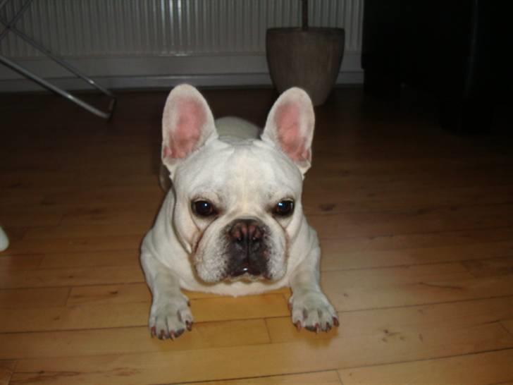 Fransk bulldog BoB billede 6