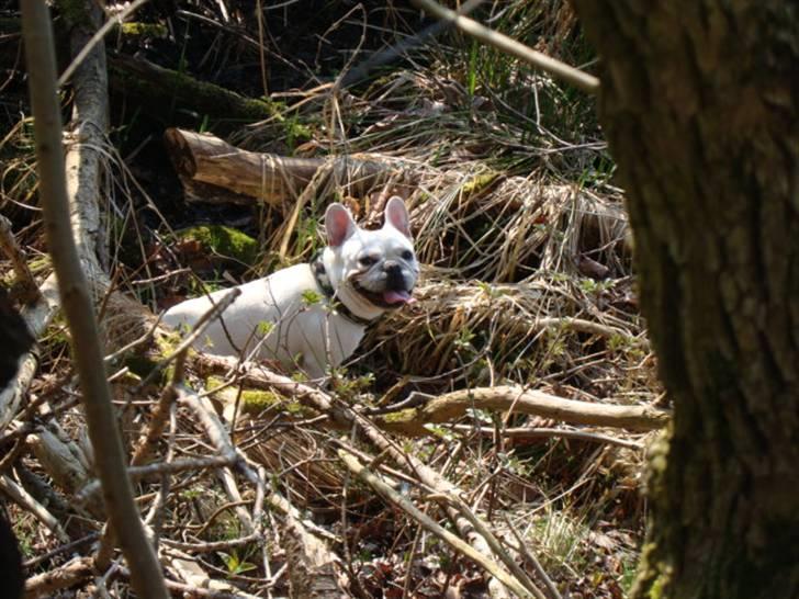 Fransk bulldog BoB billede 7