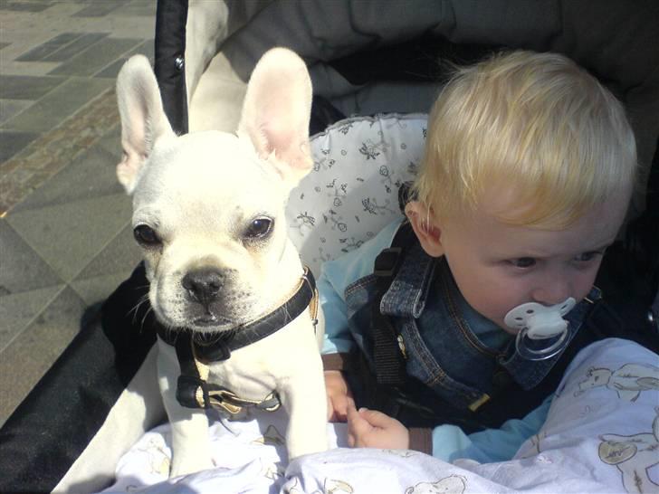 Fransk bulldog BoB billede 8