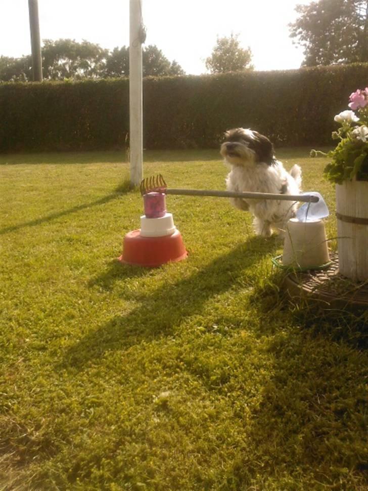 Blanding af racer Luna - Træning. Springe billede 20