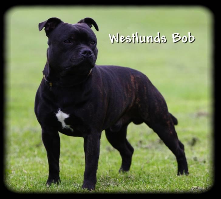 Staffordshire bull terrier Westlund Bob billede 1