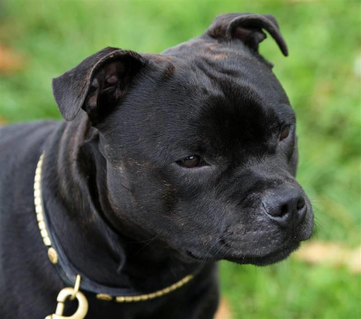 Staffordshire bull terrier Westlund Bob billede 2