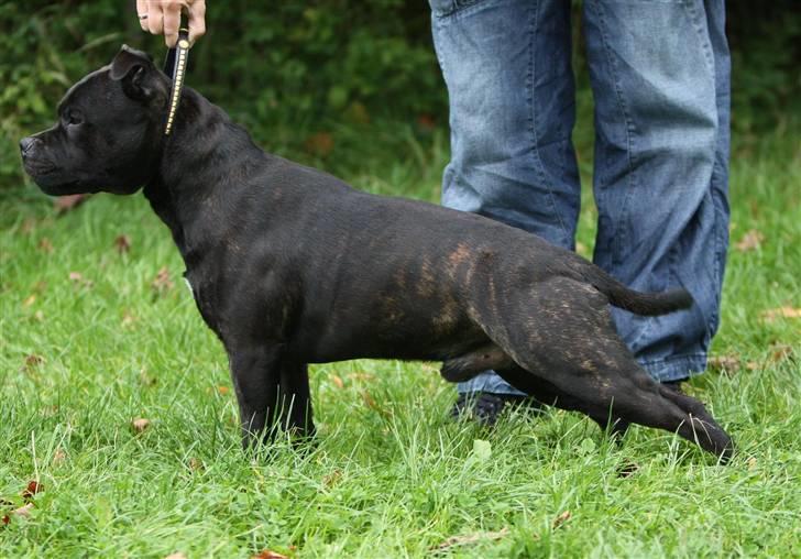 Staffordshire bull terrier Westlund Bob billede 3