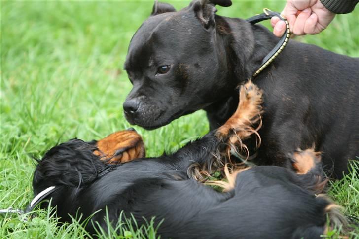 Staffordshire bull terrier Westlund Bob billede 4