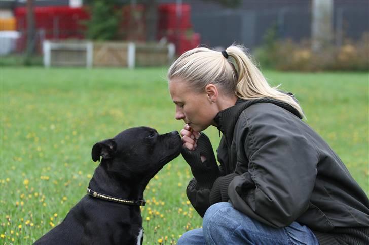 Staffordshire bull terrier Westlund Bob billede 5