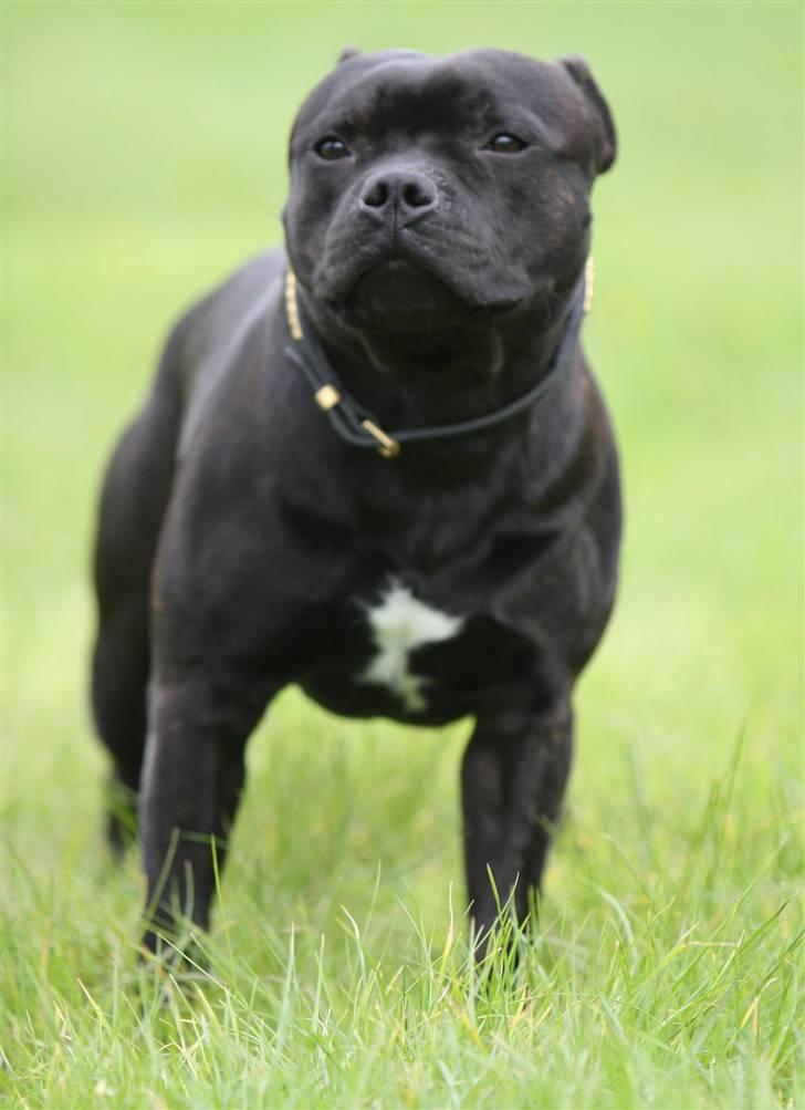 Staffordshire bull terrier Westlund Bob billede 6