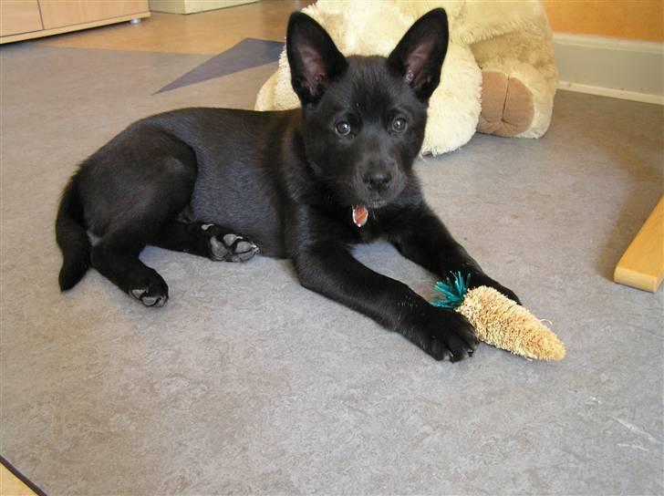 Sort spids Odie - Der er Odie lige kommet hjem, og han har lige taget noget af kaninens legetøj billede 1