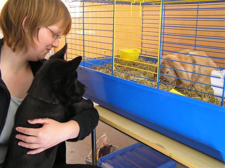 Sort spids Odie - Der hilser Odie på Strit (Kaninen) billede 2