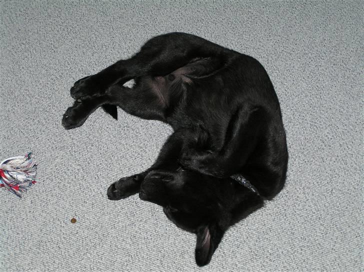 Sort spids Odie billede 3