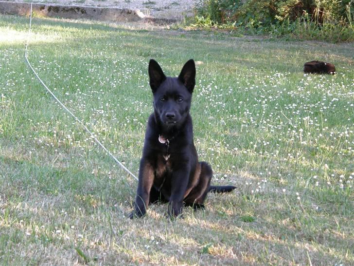 Sort spids Odie billede 4